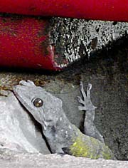 Tokay Gecko under an Icebox by Asienreisender